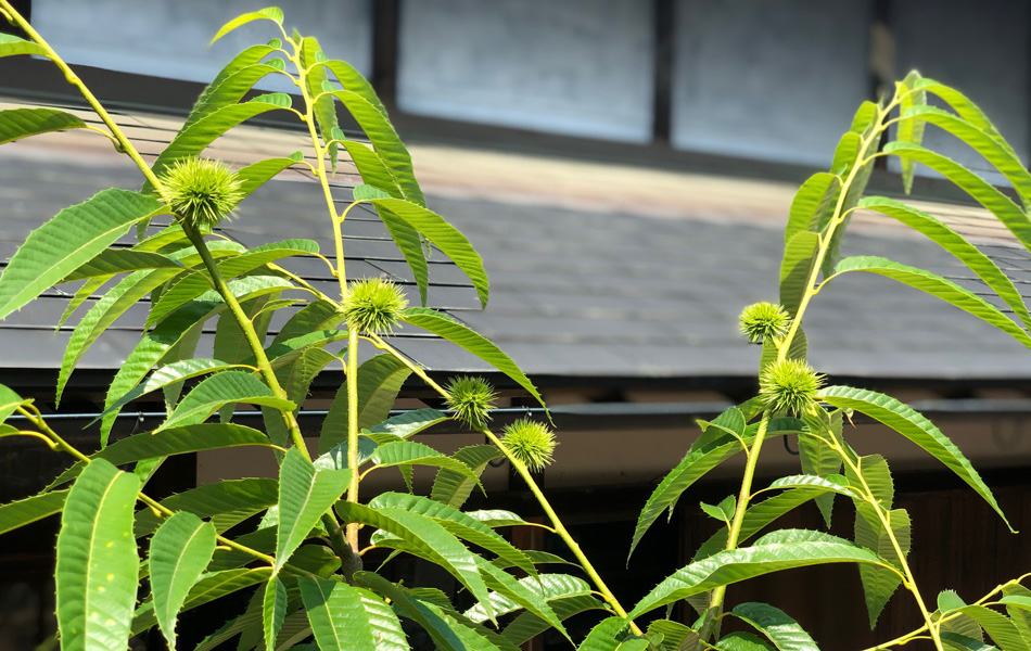 若い栗の木 足立音衛門